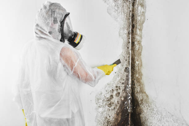 Best Commercial Mold Removal  in Hillsdale, NJ