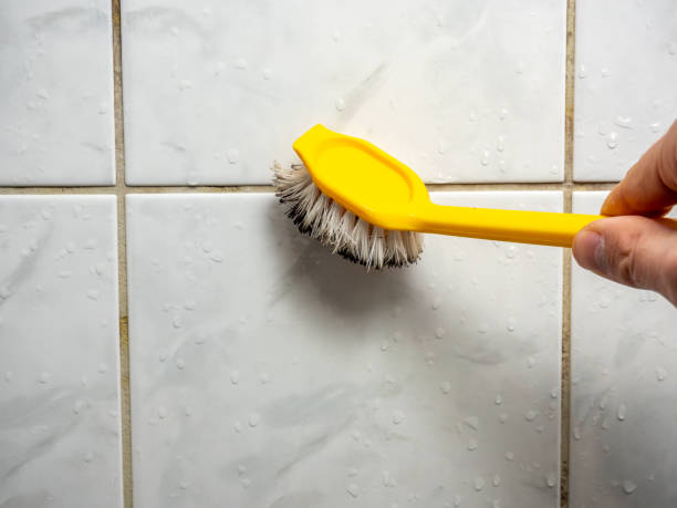 Best Toxic Mold Removal  in Hillsdale, NJ