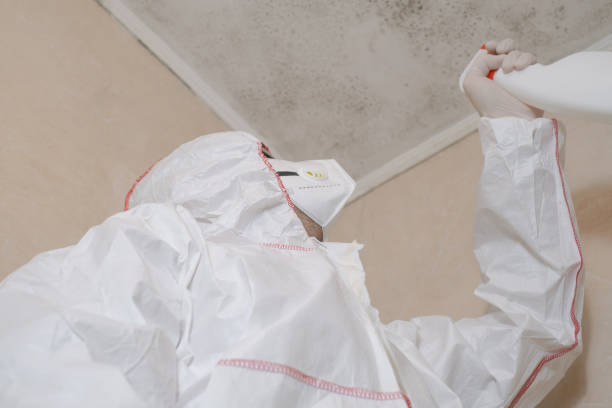 Best Black Mold Removal  in Hillsdale, NJ